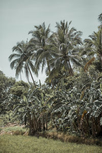 Palm trees on field against sky