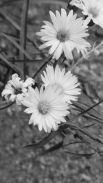 Close-up of flowers blooming outdoors