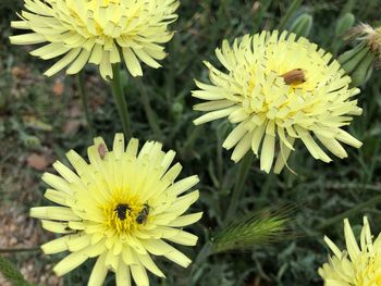 Close-up of insect on yellow flower