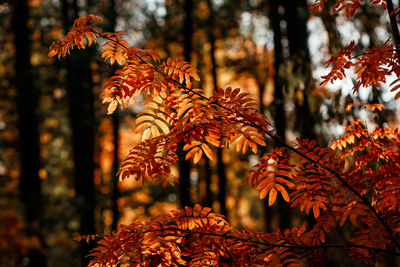 Close-up of maple leaves on tree branch