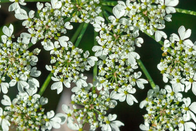 Close-up of white flowering plant