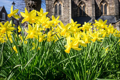 Yellow flowers blooming in park