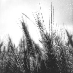 Close-up of plant against sky