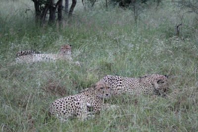 View of a cat on field