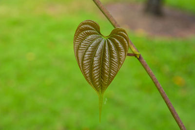 Close-up of heart shape on field