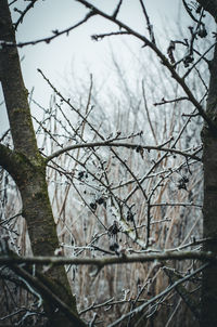 Close-up of bare tree in winter