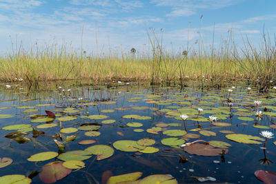 Water lily in lake