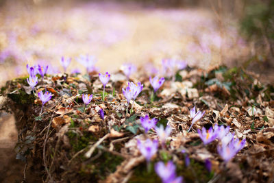 Close-up of purple crocus flowers on field