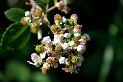 Close-up of white flowering plant