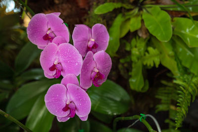 Close-up of pink flowering plant