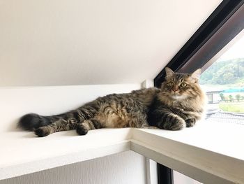 Close-up of cat relaxing against wall