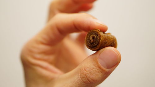 Close-up of hand holding snail