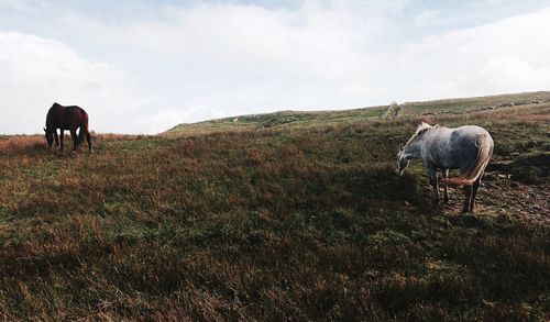 Horse grazing on field against sky