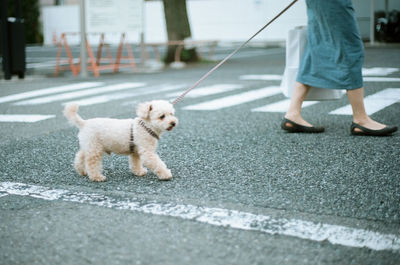 Low section of man with dog walking on floor