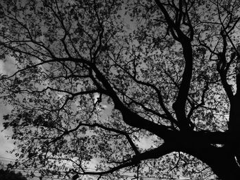 Low angle view of bare trees against sky