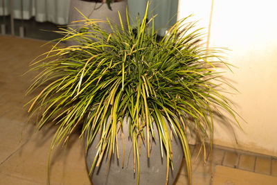 Close-up of potted plant against wall