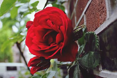 Close-up of red rose