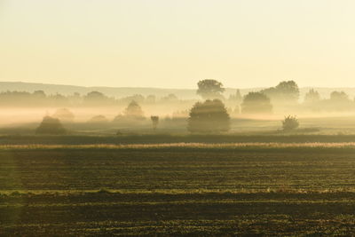 Scenic view of agricultural field at sunrise