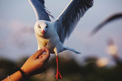 Low angle view of seagull flying against blurred background