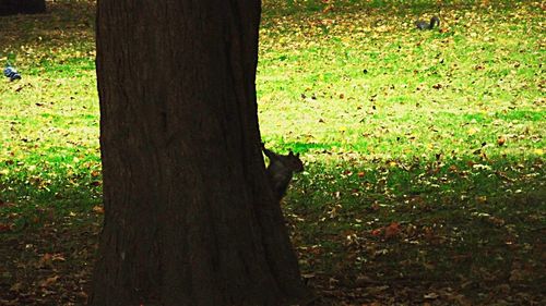 Shadow of tree on field