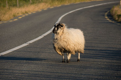 Sheep on road