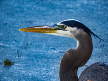 Close-up of gray heron against water