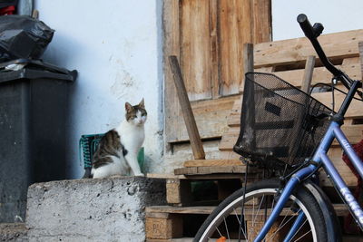 Cat sitting on a wall