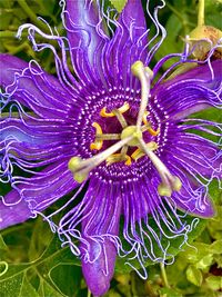 Close-up of purple flowering plant