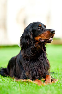 Close-up of dog sitting on field