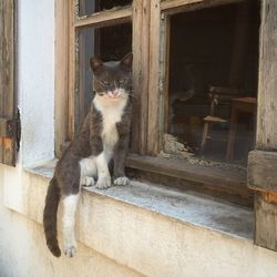 Cat looking up
