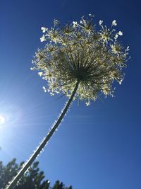 Low angle view of tree against blue sky