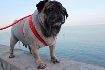 Dog looking away while standing in sea against sky