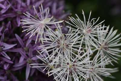 Close-up of flowers