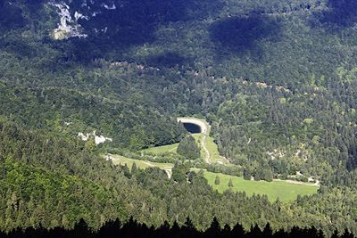 High angle view of trees in forest