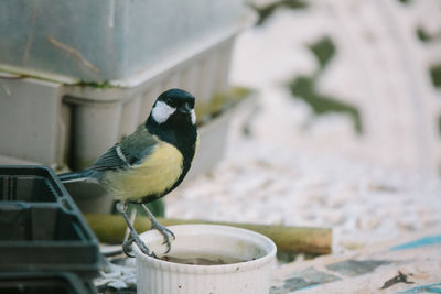 Close-up of bird perching on retaining wall