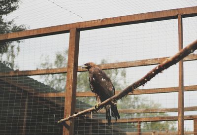 Low angle view of eagle perching on wood