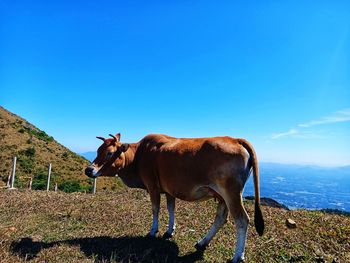 Horse on field against the sky