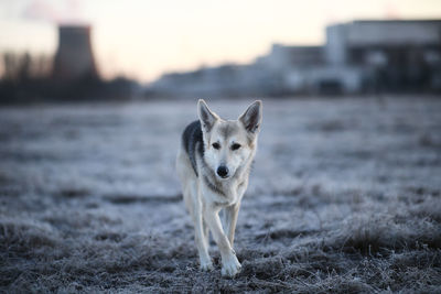 Portrait of dog standing on field