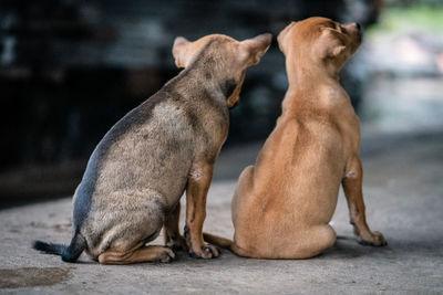 Dogs sitting on footpath