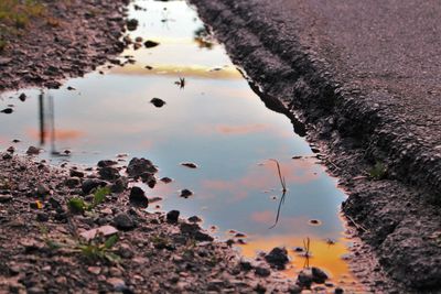 Reflection of trees in puddle on lake during sunset