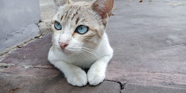 Portrait of a cat looking away