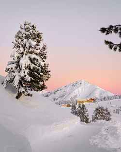 Snow covered tree against sky during sunset