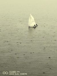 Close-up of swan swimming on beach