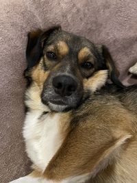 Close-up portrait of puppy relaxing