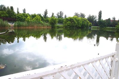 Reflection of trees in water