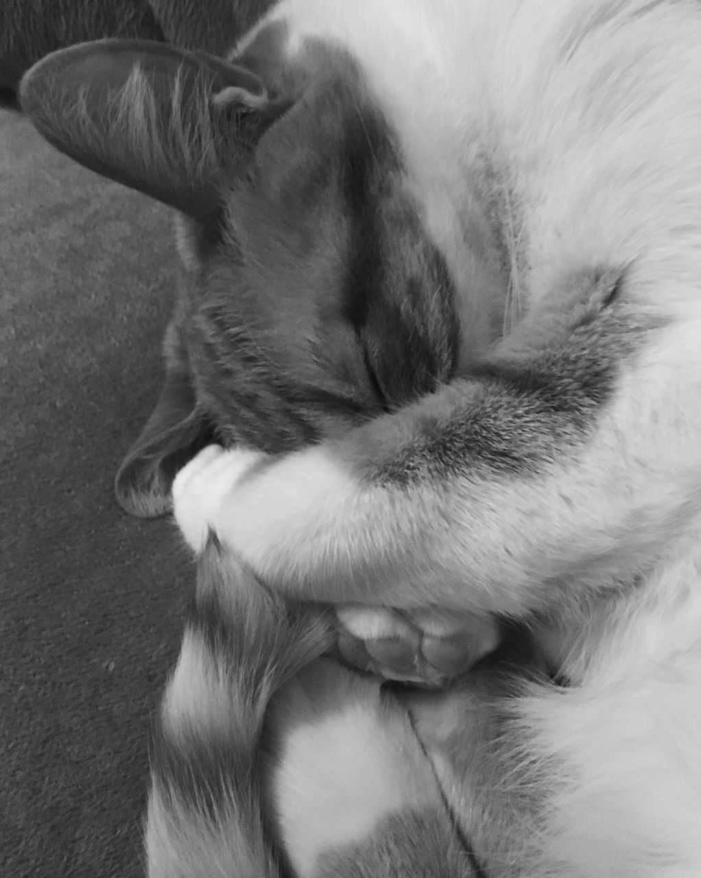 CLOSE-UP OF DOG SLEEPING ON FLOOR