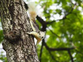 Close-up of squirrel on tree