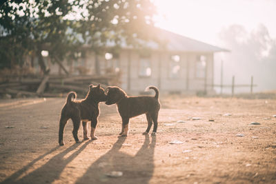 Puppies on field during sunny day