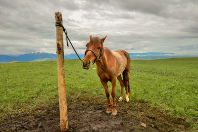 The endless, verdant kalajun prairie in xinjiang