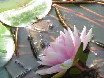 Pink water lily blooming in pond on sunny day